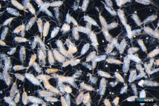 Лед в прибрежье Приморья покраснел из-за необычных &laquo;маляров&raquo;