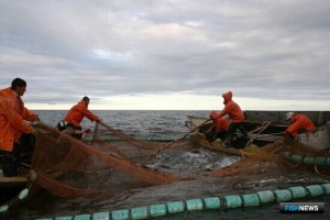 Дальнему Востоку озвучили ожидания по лососям