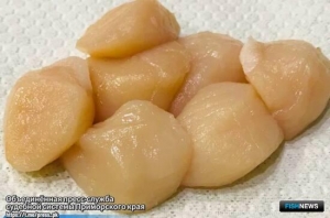 Браконьерский гребешок повлек денежные потери