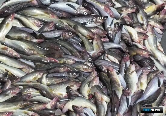 На Дальнем Востоке ударно ловят минтай и сельдь