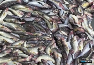 На Дальнем Востоке ударно ловят минтай и сельдь