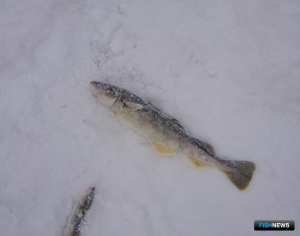 &laquo;Сахалинский лед&raquo; в этом году был щедр на сюрпризы
