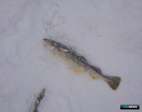 «Сахалинский лед» в этом году был щедр на сюрпризы «Сахалинский лед» в этом году был щедр на сюрпризы