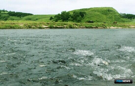 Экспертам предложили оценить возможные обязательства для добытчиков лососей