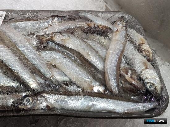 Мурманск готовится встречать первую мойву