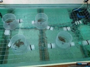 Астраханские ученые создали компактный инкубатор для икры