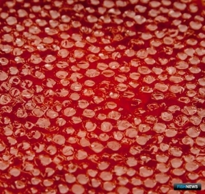 Производителям икры в Приморье расскажут о специфике цифровой маркировки