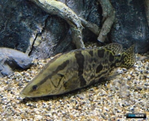 Аквафермерам Дальнего Востока подготовили пособие по окуню-аухе