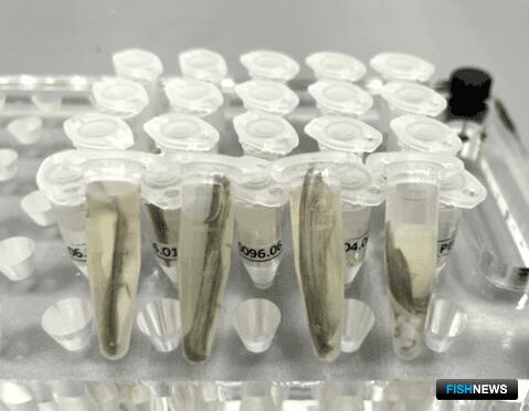 Ученые пополнили генетическую базу рыб Байкала Ученые пополнили генетическую базу рыб Байкала