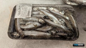 Мойва пополняет промысловый результат Карелии