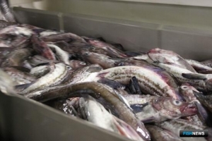 Вылов минтая в Охотском море &mdash; чуть выше прошлогоднего