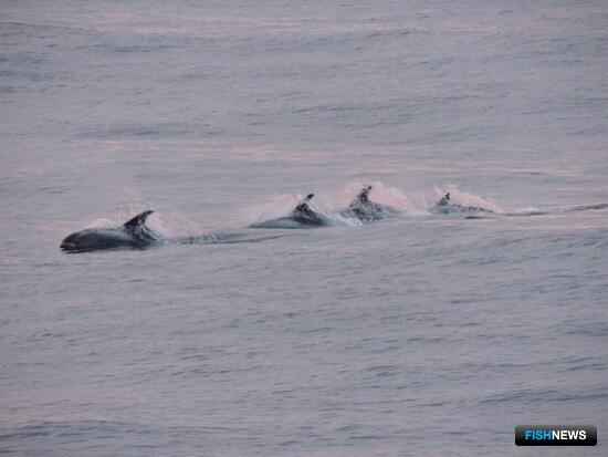 Ученые ПИНРО проверили рыбу Баренцева моря