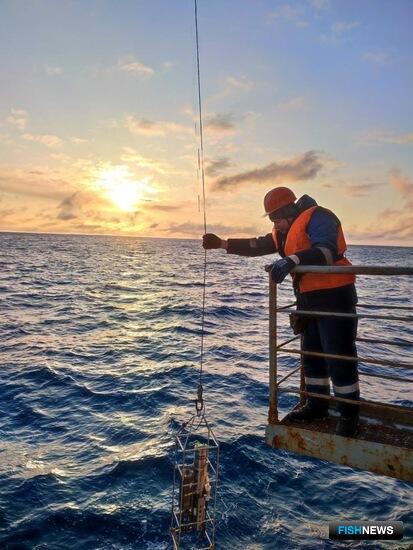 Ученые ПИНРО проверили рыбу Баренцева моря