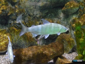 Байкальскому омулю помогают специальной программой