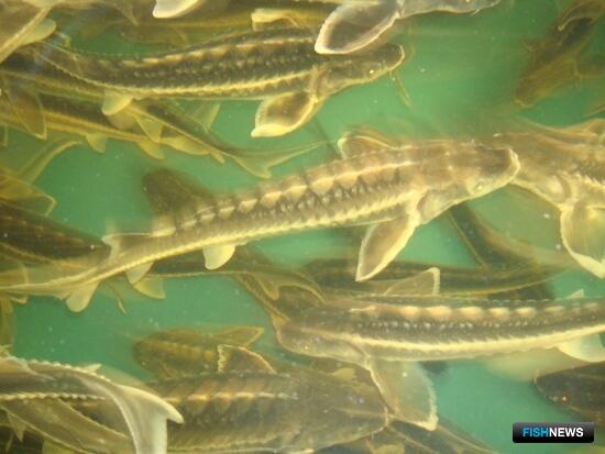 Страны ЕАЭС делятся знаниями по аквакультуре онлайн