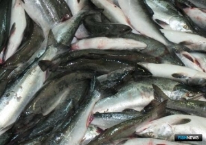 Колыма озвучила &laquo;лососевые&raquo; планы