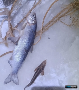 &laquo;Краснокнижную&raquo; рыбалку в ЯНАО пресекла полиция