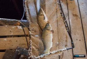 Рыбоводы Бурятии смогут претендовать на новые участки