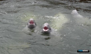 Решения по добыче морских млекопитающих сделают публичными