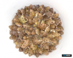 Специалисты Главрыбвода готовят &laquo;виагру&raquo; для осетровых