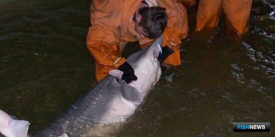 Каспийских рыбоводов ждет рекордная закладка икры Каспийских рыбоводов ждет рекордная закладка икры