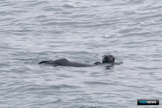Ученые ознакомятся с «меню» каланов