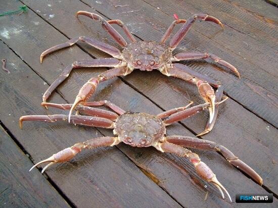 Канада увеличила лимит по крабу-стригуна опилио Канада увеличила лимит по крабу-стригуна опилио