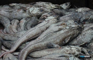 Квотам на Дальнем Востоке, Балтике и Каспии поищут новых пользователей