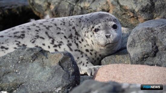 На юге Приморья посчитали новых тюленят На юге Приморья посчитали новых тюленят