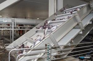 Бизнес заявился на береговые заводы под квоты