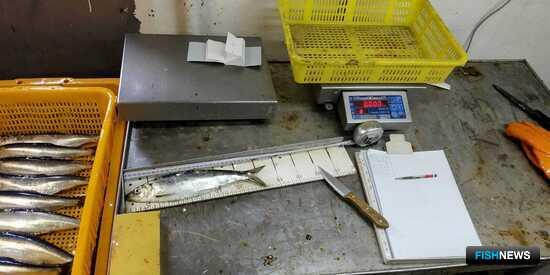 Минтай и сельдь Охотского моря демонстрируют стабильность