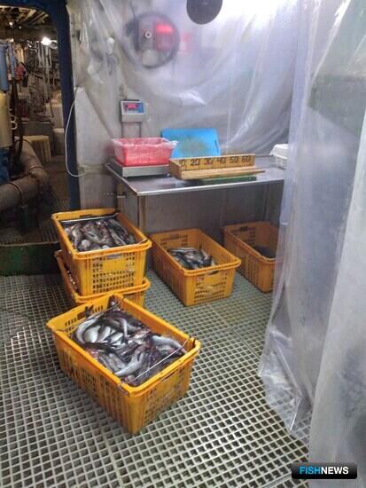 Минтай и сельдь Охотского моря демонстрируют стабильность