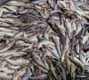 Сезон «А» минтаевой путины завершается в плюсе Сезон «А» минтаевой путины завершается в плюсе