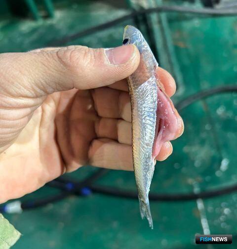 Ученые отмечают снижение уловов кильки на Каспии