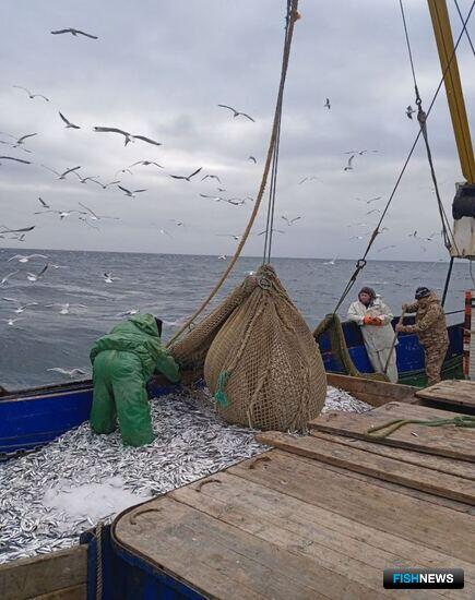 Ученые отмечают снижение уловов кильки на Каспии