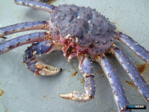 На Сахалине вынесли приговор крабовым браконьерам