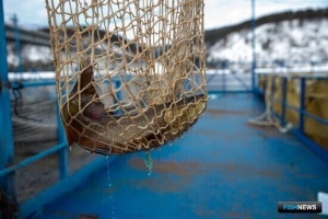 Молодь аквакультурного гольца оказалась не хуже дикой