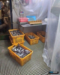 За добычей минтая следили научные наблюдатели За добычей минтая следили научные наблюдатели