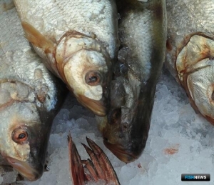 Приморье внушительно прибавило по вылову пресноводной рыбы