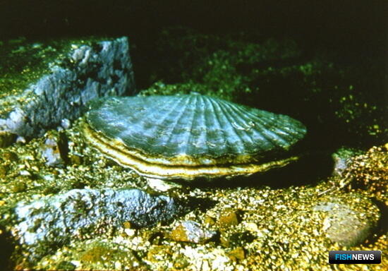 В помощь марифермерам Приморья выпустили пособие В помощь марифермерам Приморья выпустили пособие