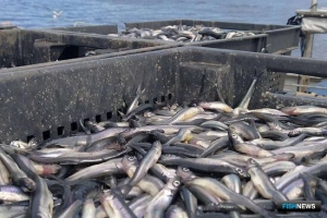 На Ладоге развивается корюшковая путина