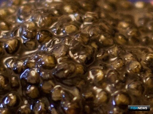 В Калининградской области появилась своя черная икра