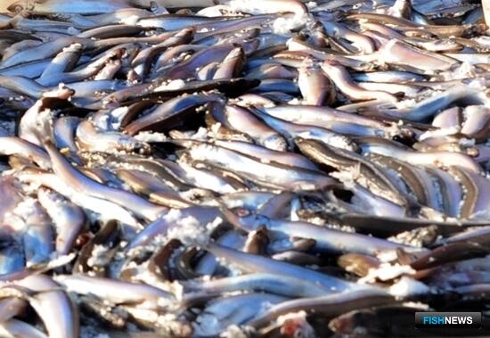 Карельские промысловики ударно отработали на мойве