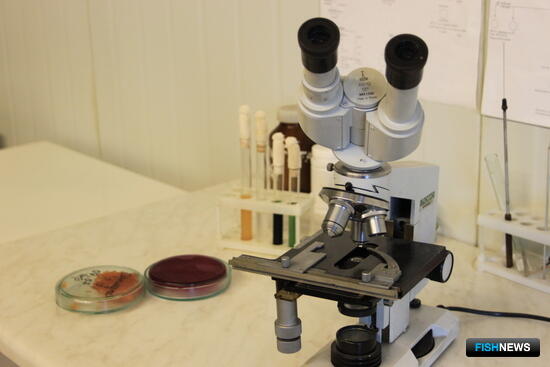 ПИНРО начинает изучать рыбу неразведанной Арктики ПИНРО начинает изучать рыбу неразведанной Арктики