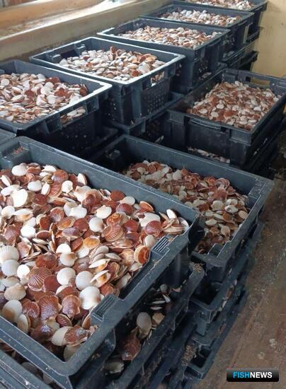 В водах Приморья началась &laquo;гребешковая посевная&raquo;