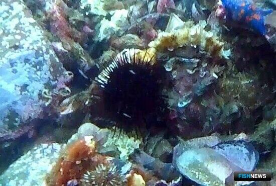 Морской еж и гребешок оказались &laquo;уборщиками&raquo; пластика