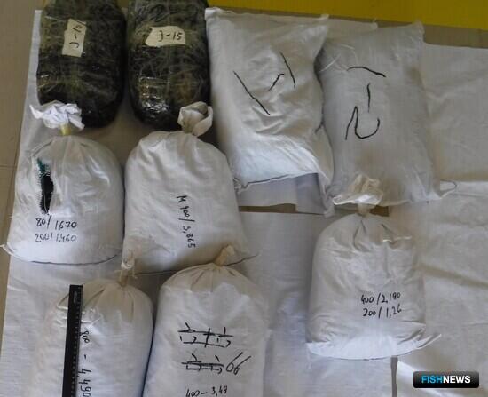 Большую партию трепанга задержали таможенники на Дальнем Востоке
