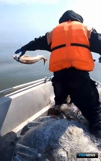 Пограничники собирают «урожаи» сетей на Каспии и Волге Пограничники собирают «урожаи» сетей на Каспии и Волге