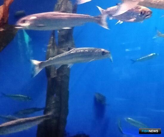 Сима откроет лососевую путину на Сахалине Сима откроет лососевую путину на Сахалине