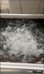 Для Калининградского залива подоспела новая партия личинки угря